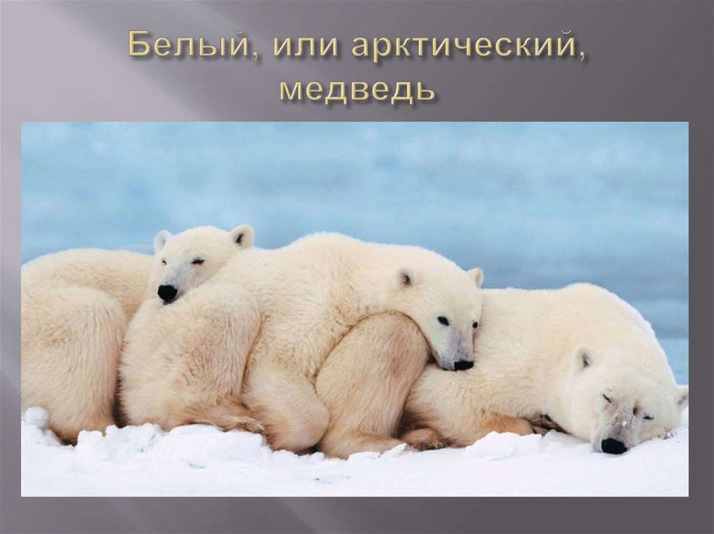 Белый, или арктический, медведь