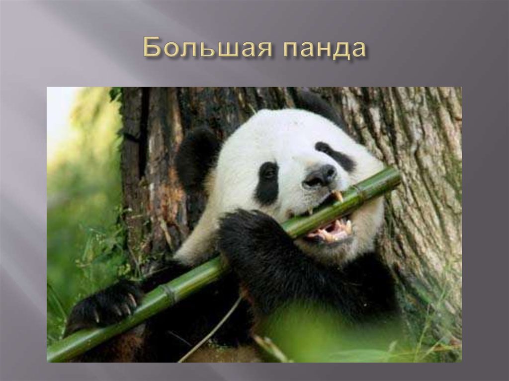 Большая панда