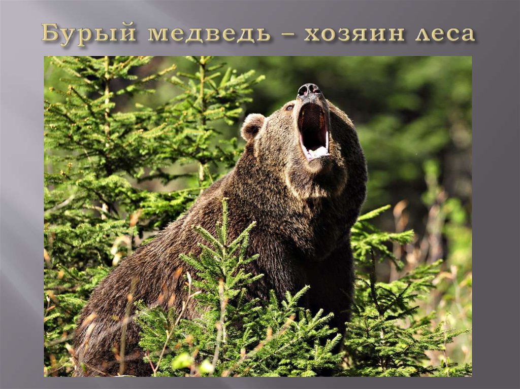 Бурый медведь – хозяин леса