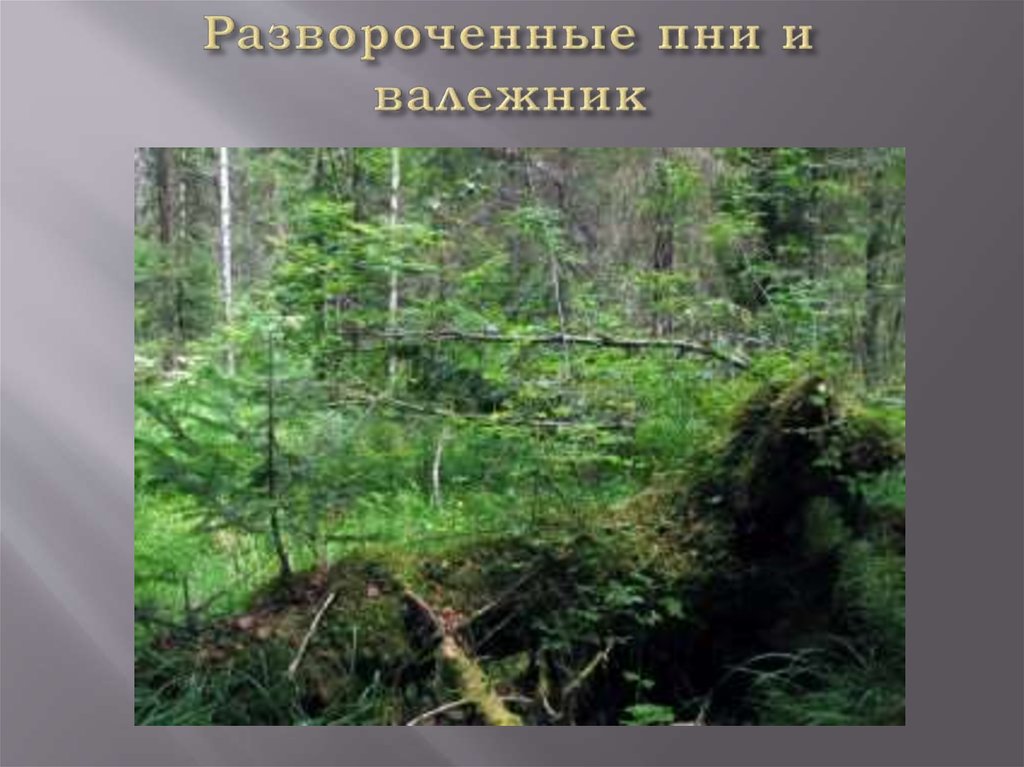 Развороченные пни и валежник