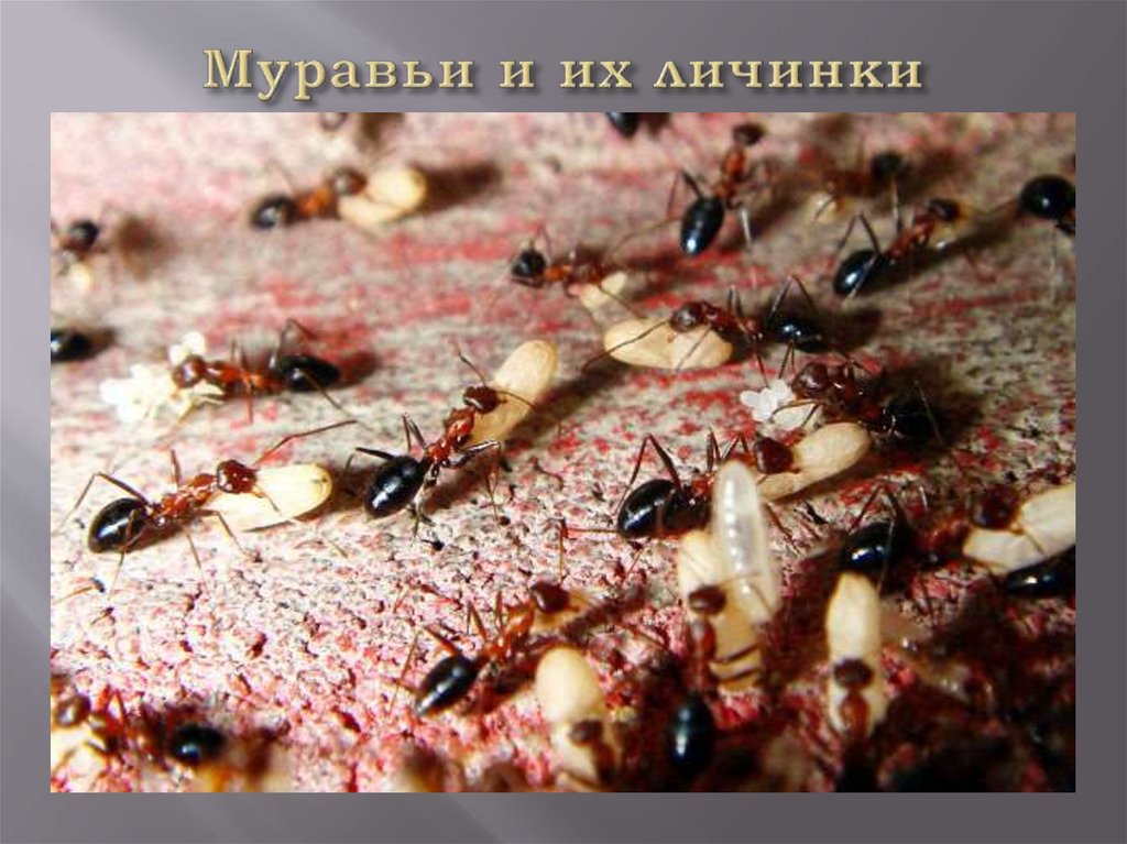 Муравьи и их личинки