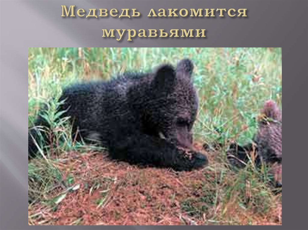 Медведь лакомится муравьями