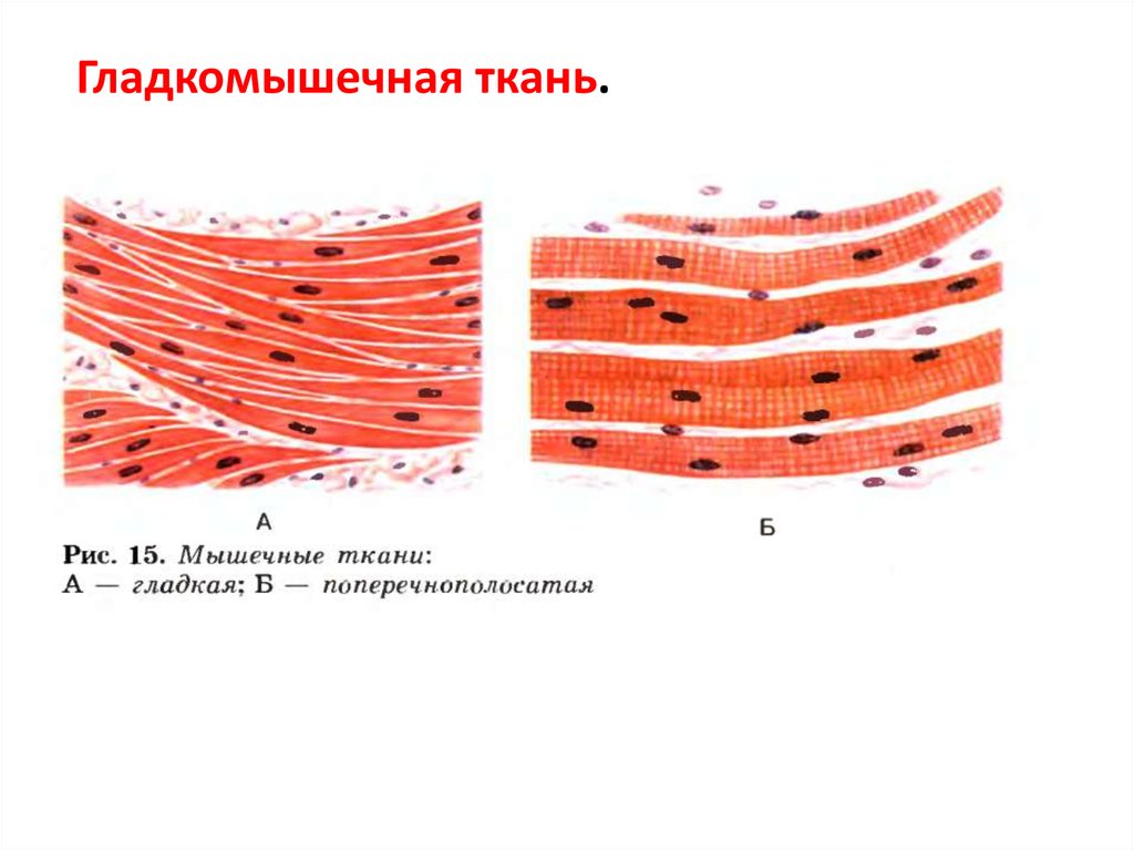 Гладкая скелетная ткань. Поперечнополосатая мышечная ткань рисунок. Гладкая мышечная поперечнополосатая рисунок. Гладкая мышечная ткань поперечнополосатая Скелетная мышечная ткань. Мышечные ткани рис 9.