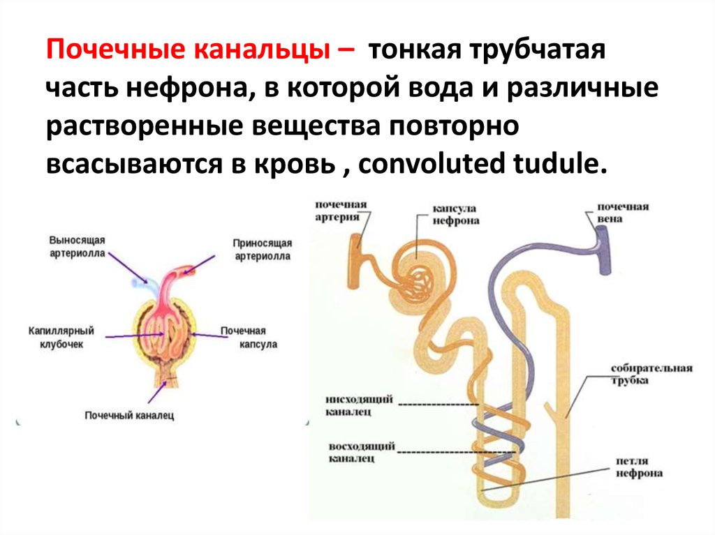 Всасывание воды в почках происходит. Почечные канальцы нефрона. Капсула нефрона гистология. Строение нефрона рисунок гистология. Нисходящий каналец нефрона.