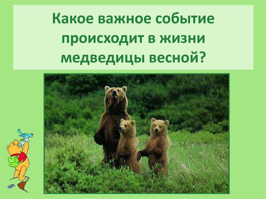 Какие изменения происходят весной в жизни животных. Путешествие медведя. Что происходит с медведем весной. Как встречают весну медведь презентация. Жизнь медведя весной кратко.
