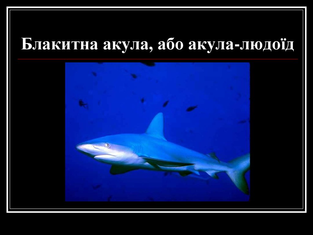 Блакитна акула, або акула-людоїд