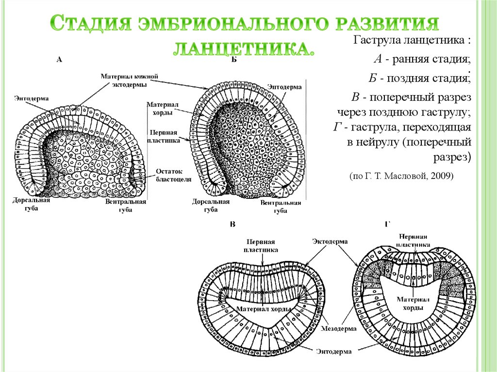 Схема эмбриогенеза ланцетника название какой его стадии. Нейруляция стадия эмбрионального. Ранняя гаструла эктодерма. Стадий эмбрионального развития ланцетника. Гаструла нейрула.
