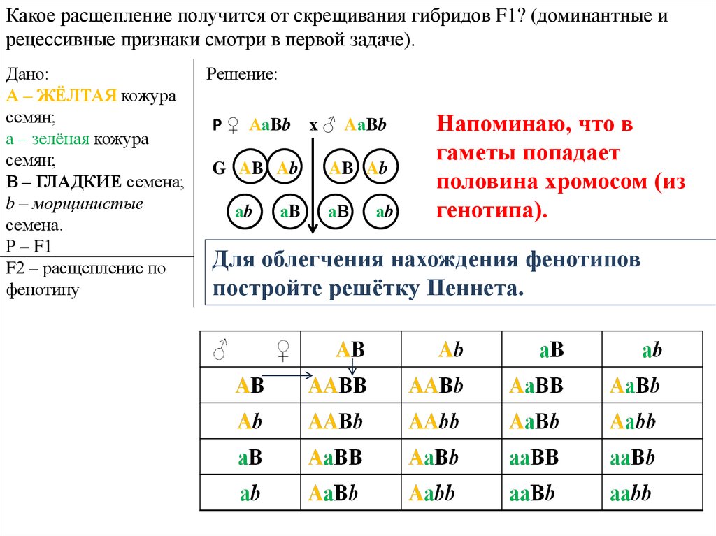 Тип скрещивания используемый для определения генотипа особи. Задачи на моногибридное и дигибридное скрещивание. Задачи на дигибридное скрещивание генотип. Задачи на генетику дигибридное скрещивание. Задачи по биологии на дигибридное скрещивание.