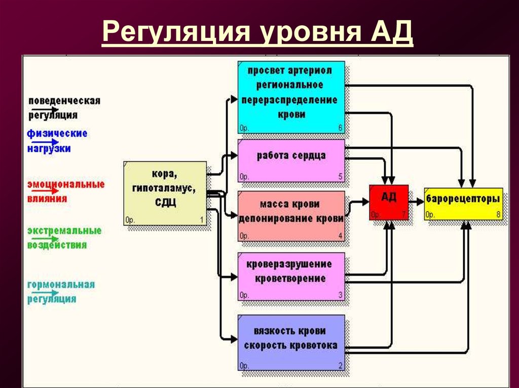 Схема функциональной системы обеспечивающей оптимальный уровень артериального давления