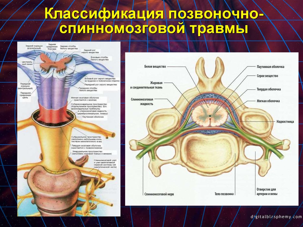 Спинномозговой канал находится в сером веществе