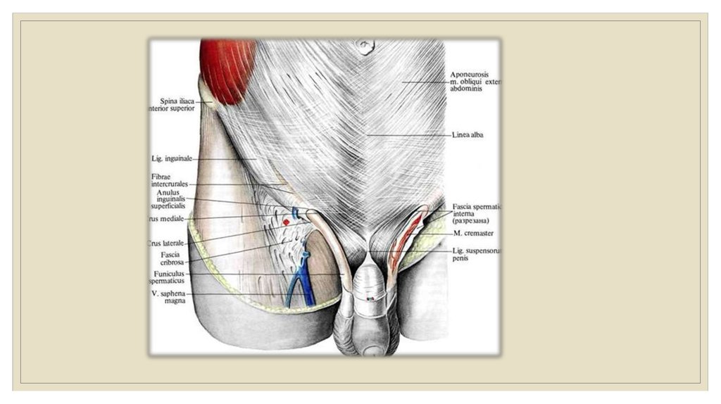 Анатомия пахового канала