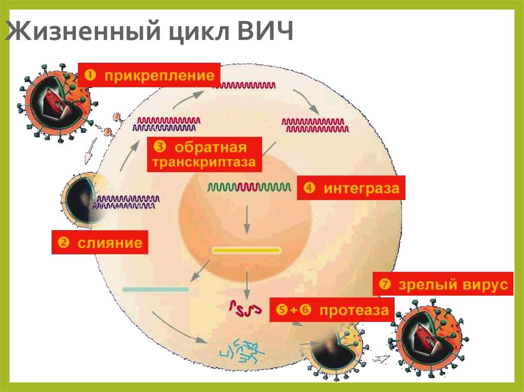 Схема репродукции вируса иммунодефицита человека вич - 92 фото