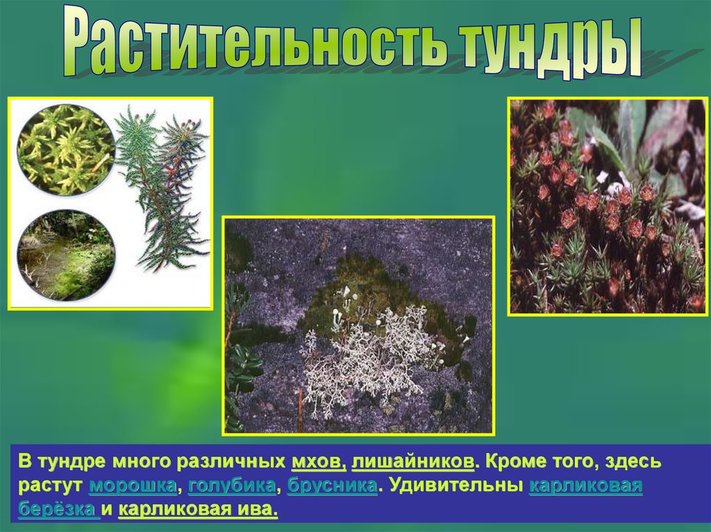 Тундра - презентация онлайн