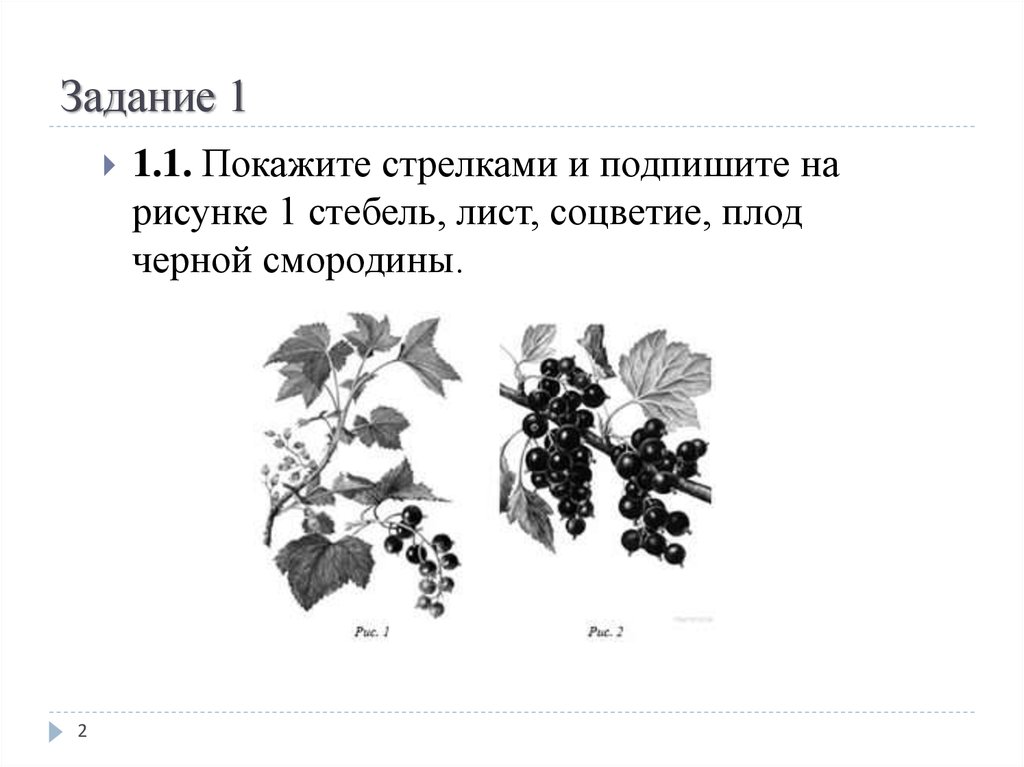 Рассмотрите изображение покажите стрелками и подпишите. Стебель лист соцветие плод черной смородины. Листья, плоды смородины черной. Смородина расположение листьев. Задания про листья и стебли.