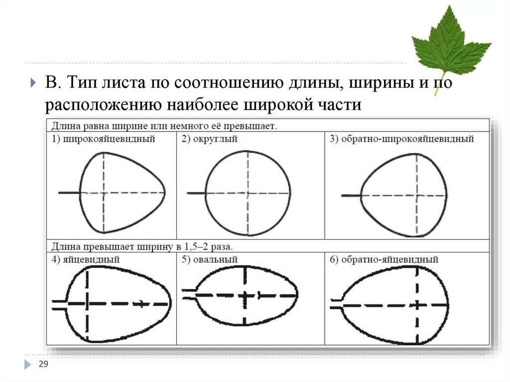 Опишите лист березы по следующему плану тип листа жилкование листа форма листа по соотношению длины