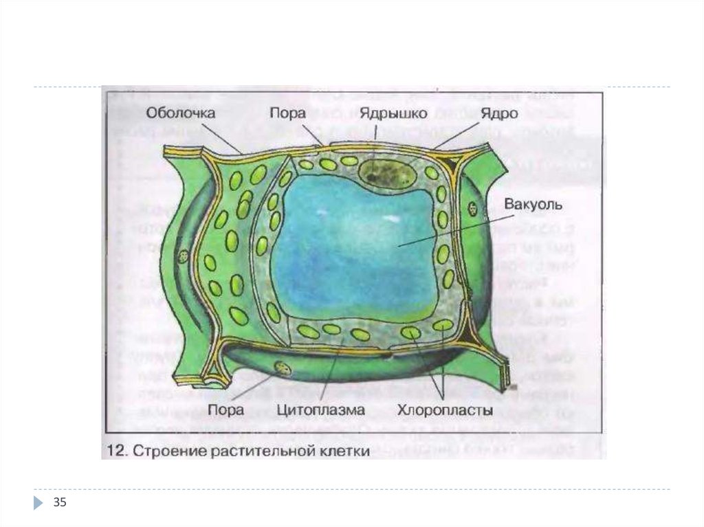 Рассмотрите рисунок растительной клетки впр 6 класс. Строение растительной клетки 6 класс биология. Рисунок строения растительной клетки с обозначениями. Рисунок растительной клетки 5 класс биология. Структура растительной клетки 6 класс биология.