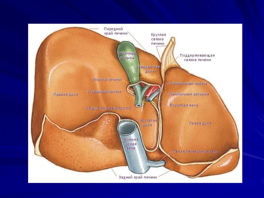 Ворота печени. Доли печени анатомия. Топографическая анатомия ворот печени. Печень анатомия ворота печени. Ворота печени располагаются анатомия.