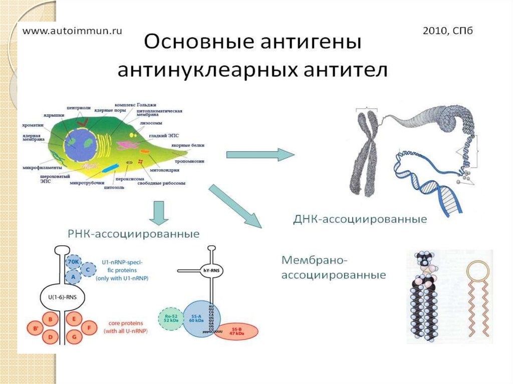 Антитела к днк. Антинуклеарные антитела. Антинуклеарных антител норма. Анализ крови на антинуклеарные антитела. Антитела к ДНК И антинуклеарный фактор.