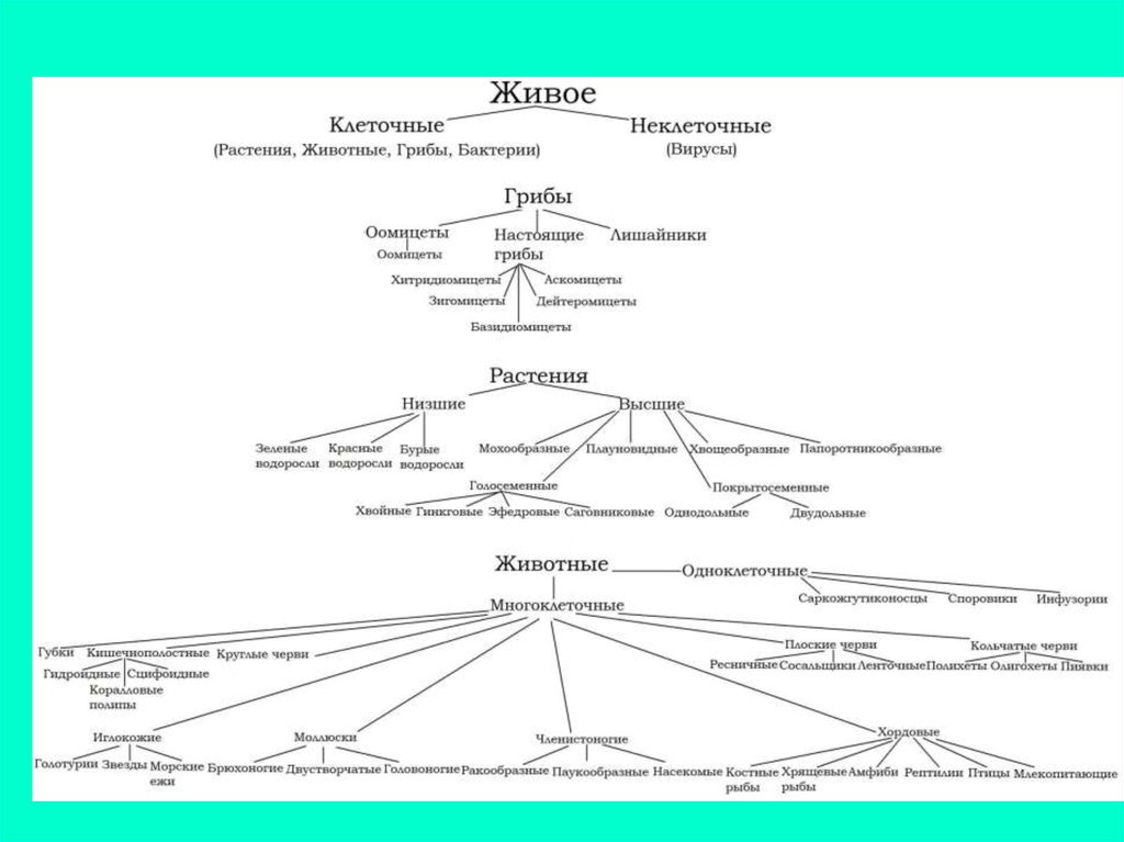 Царство животные систематика схема