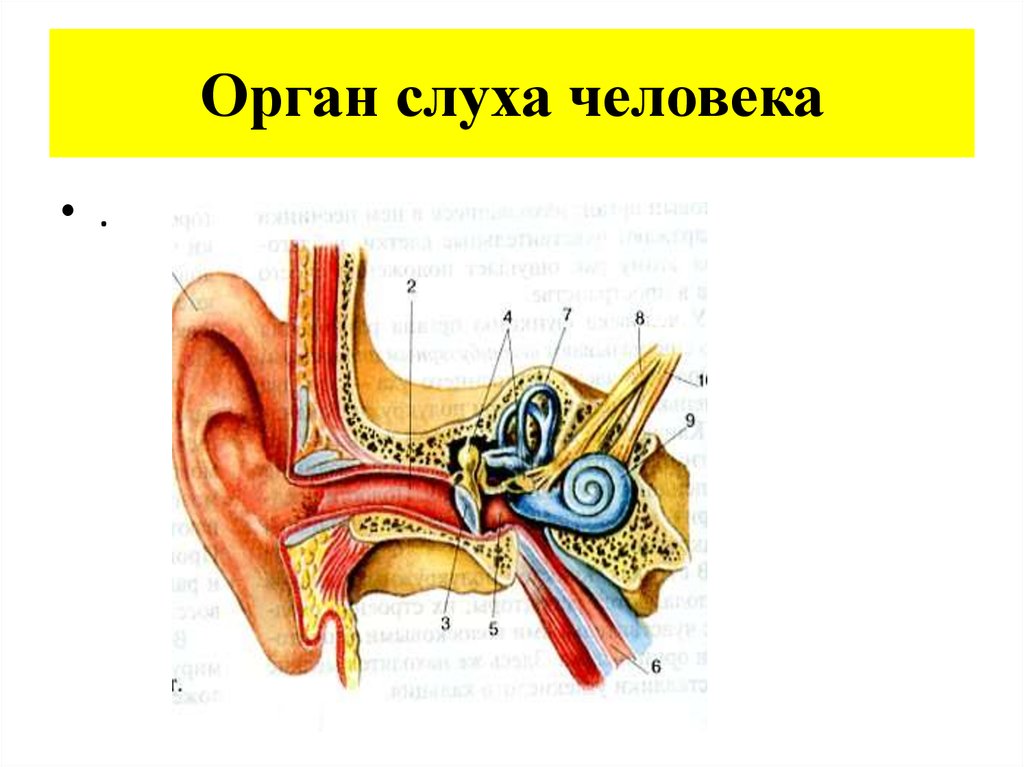 Органом слуха человека является
