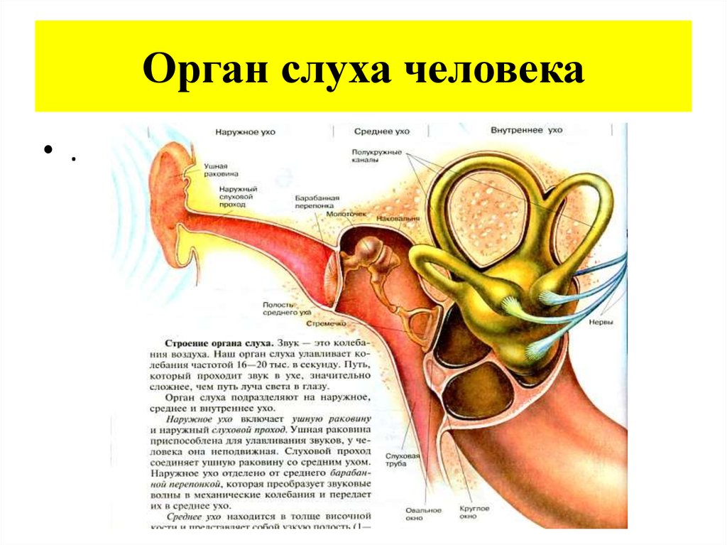 Какое значение органа слуха. Строение уха биофизика. Органы слуха и равновесия их анализаторы. Пределы реагирования органа слуха человека. Схема системы кровообращения органов слуха человека.