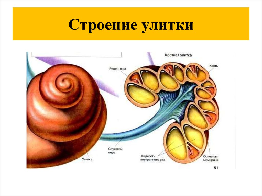 Функция улитки в ухе. Строение костной улитки анатомия. Строение улитки анатомия орган слуха. Костная улитка внутреннего уха.