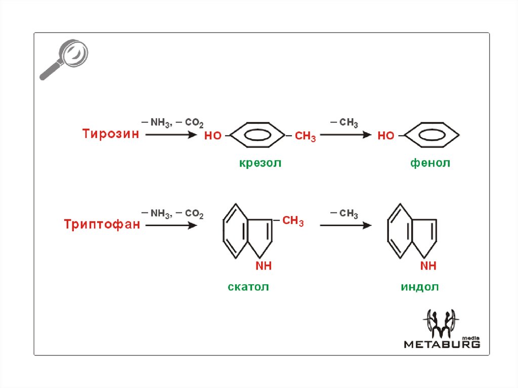 Тирозин для чего. Обезвреживание фенола крезола индола. Тирозин крезол фенол. Тирозин в крезол. Образование крезола из тирозина.