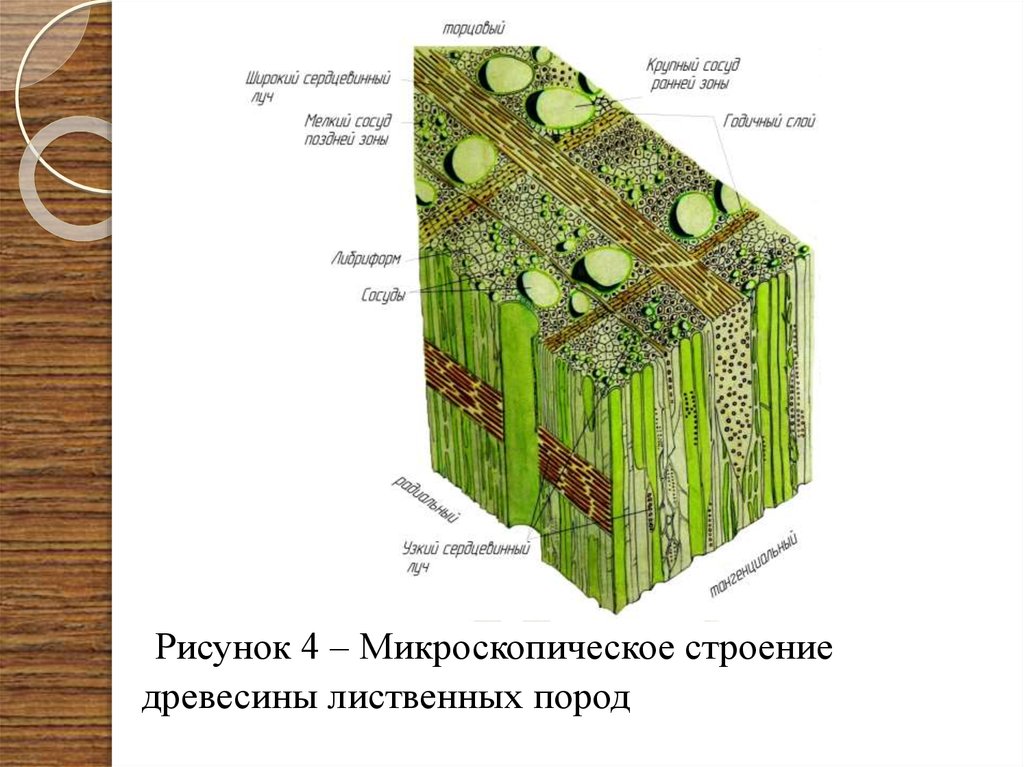 Структура хвойного. Схема микроскопического строения древесины. Схема микроскопического строения древесины сосны. Микростроение древесины лиственных пород. Макроскопическое строение древесины лиственных пород.