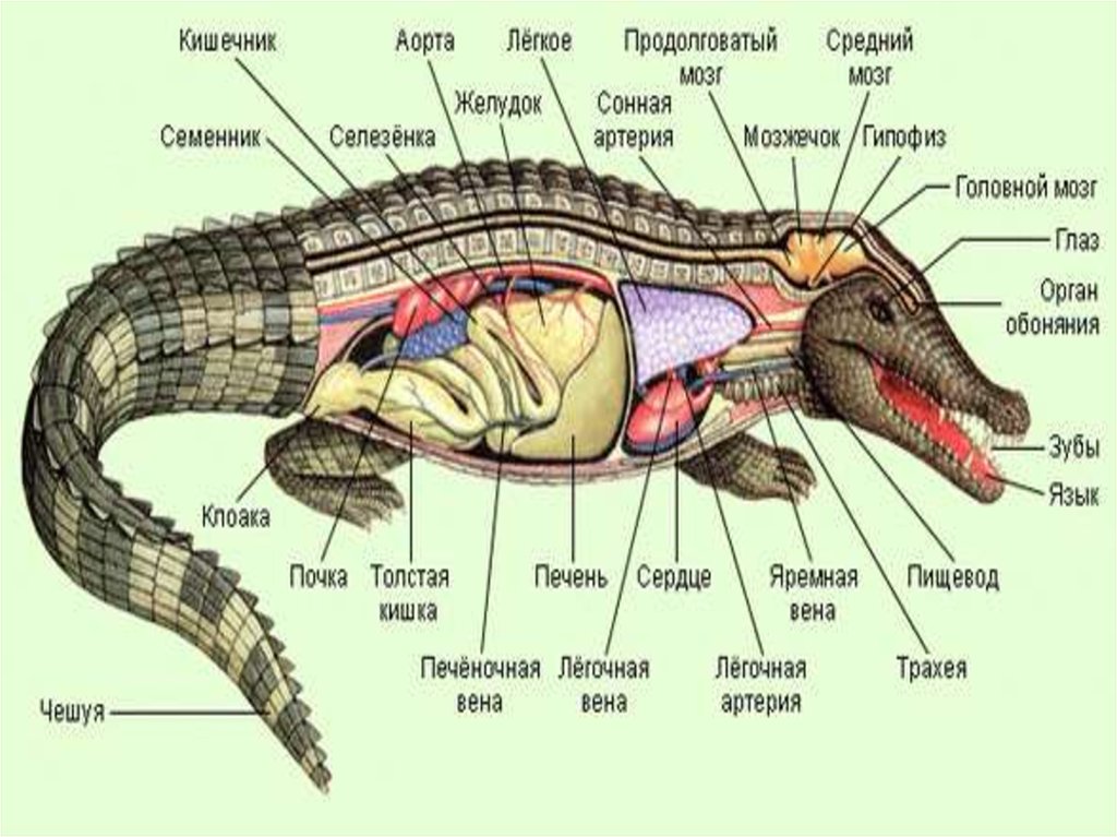 Кишечник рептилий. Дыхательная система крокодила схема. Строение скелета крокодила. Аллигатор внутреннее строение. Строение конечностей аллигатора.