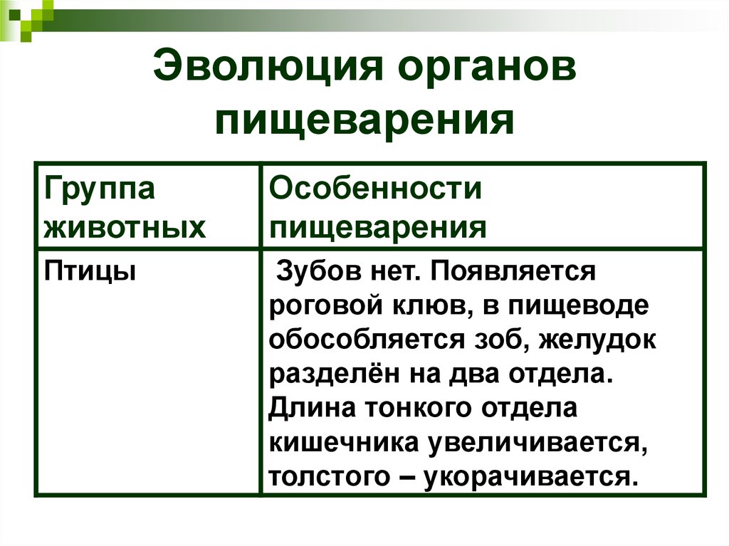 Эволюция пищеварительной системы презентация