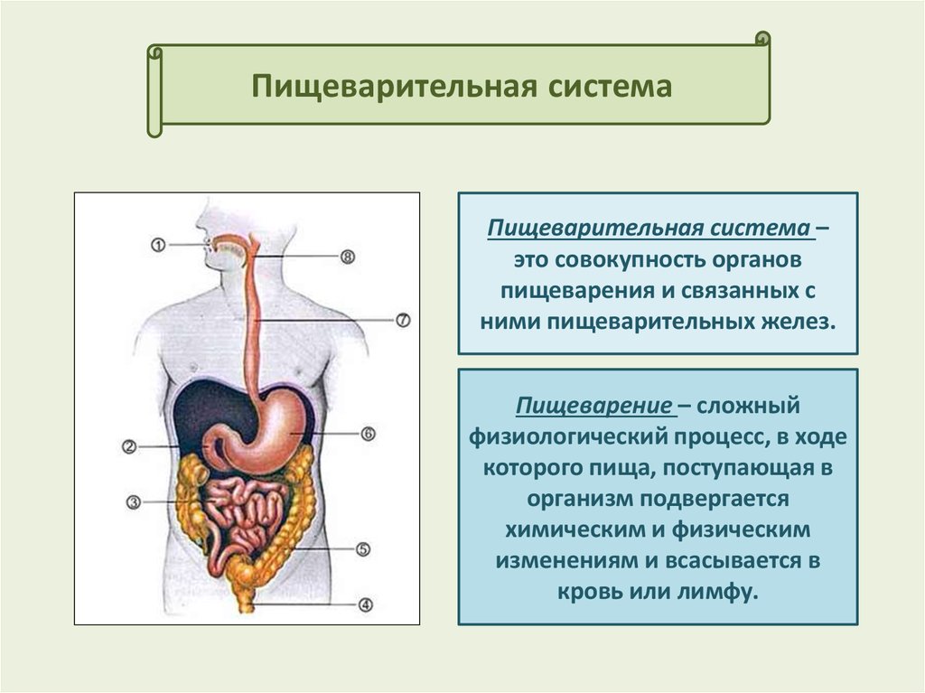 Процесс пищеварения