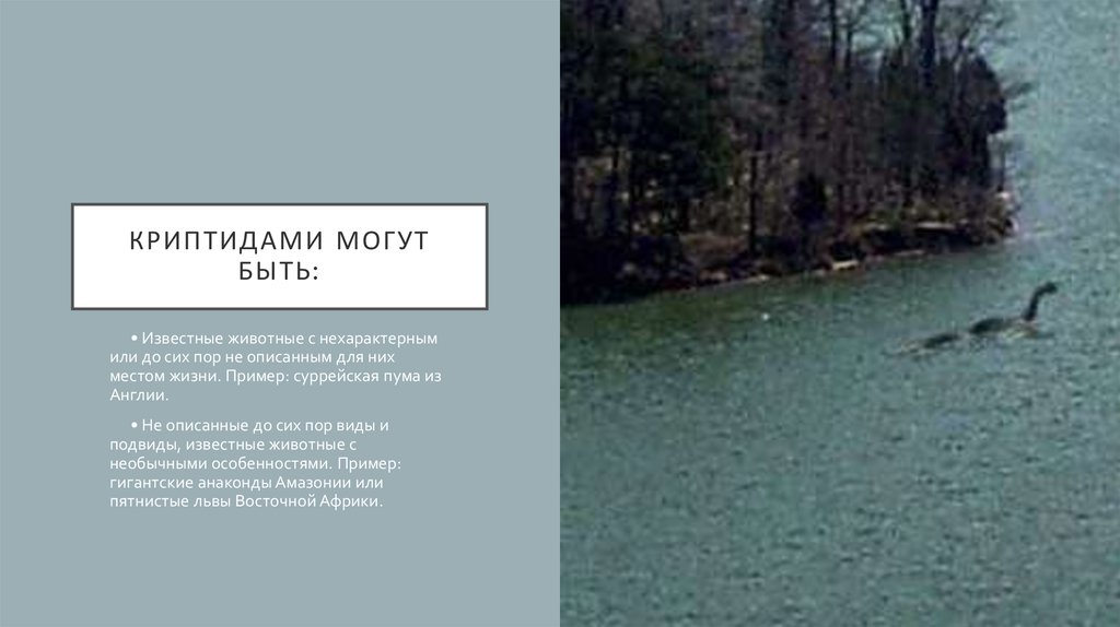 Криптидами могут быть: