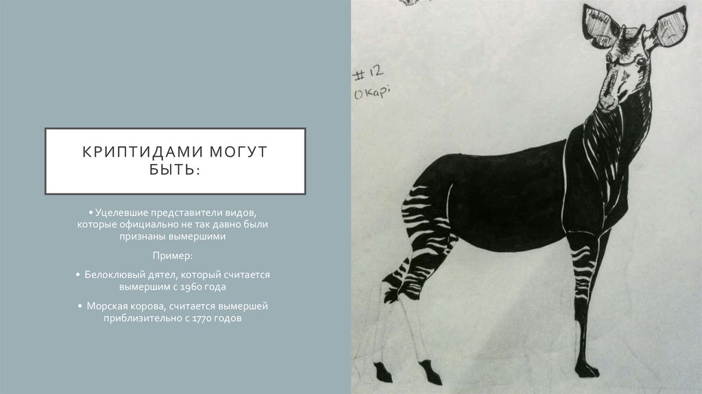 Криптидами могут быть: