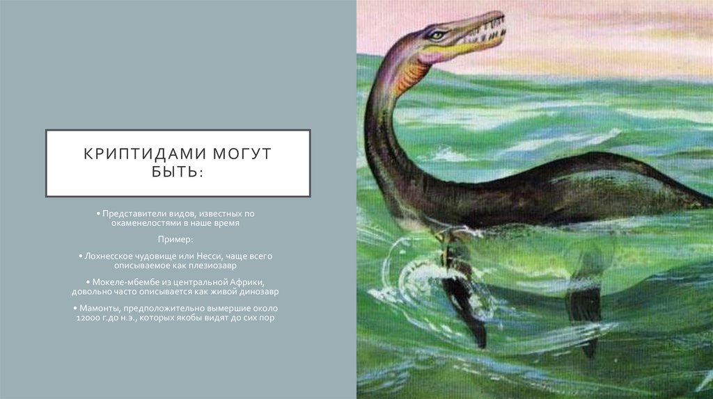 Криптидами могут быть: