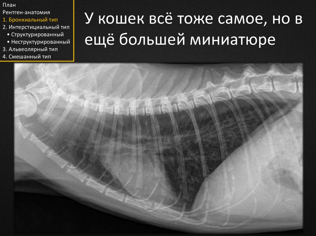 Тема снимок. Анатомия кошки рентген. Рентгенограммы анатомия. Рентген анатомия лёгких. Рентген анатомия новорожденных.