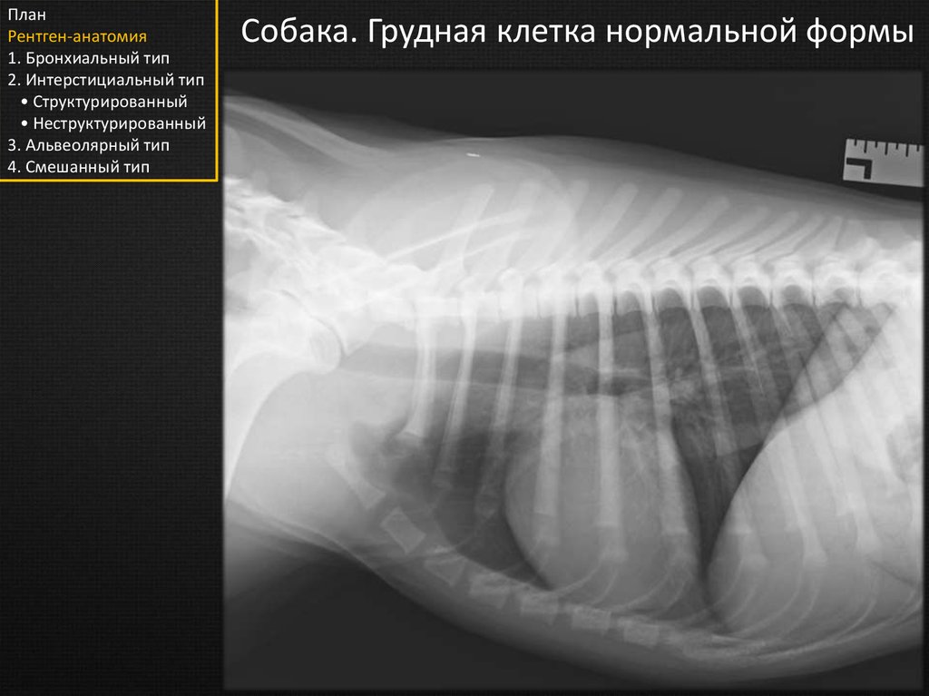 Анатомия рентген. Анатомия грудины рентген. Грудина анатомия рентген. Легкие собаки анатомия по рентгену. Грудина у детей рентген анатомия.