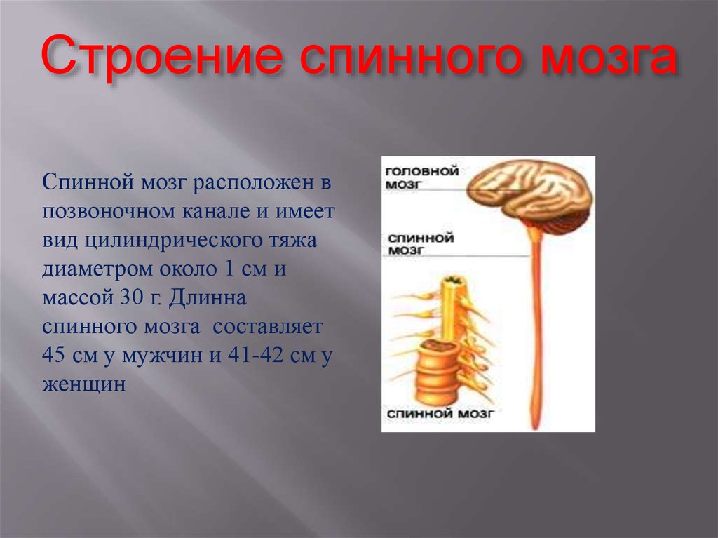 Головной и спинной мозг имеет. Цилиндрический тяж. Спинной мозг имеет. Спинной мозг имеет вид. Цилиндрическая форма тяж.