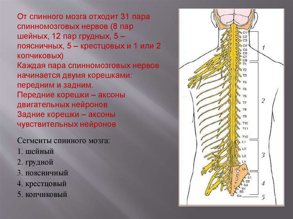 Спинной мозг выходит из. 31 Пара Корешков спинной мозг. Корешки спинномозговых нервов строение анатомия. Спинной мозг 31 пара нервов. Корешки грудного отдела спинного мозга.