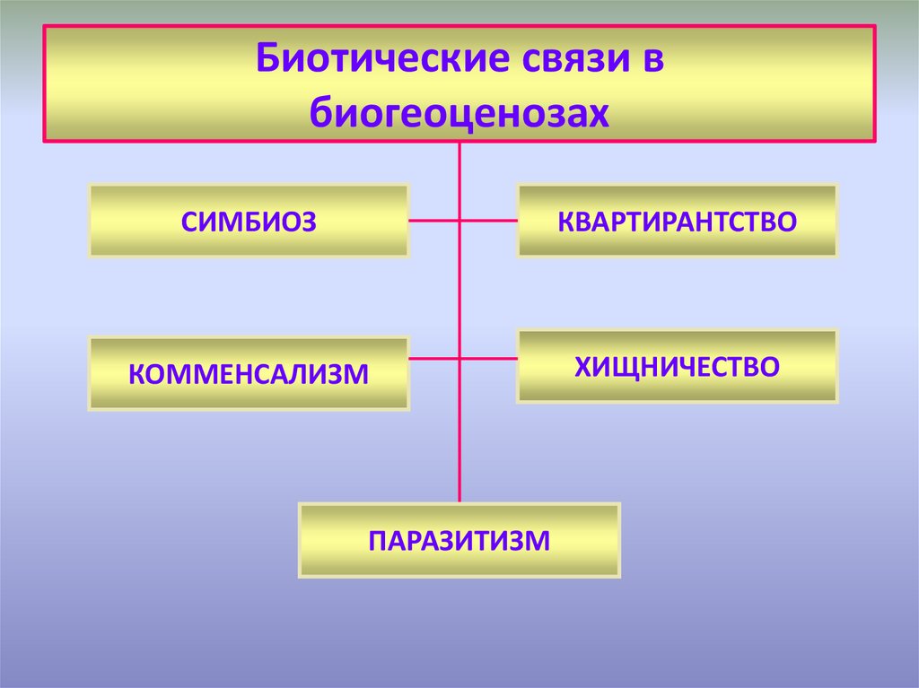 Биотические взаимодействия сколько групп. Биотические взаимоотношения. Биотипические отношения. Типы биотических связей схема. Типы биотических взаимоотношений.