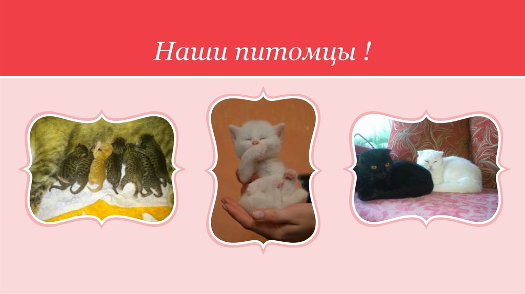 Наши питомцы !