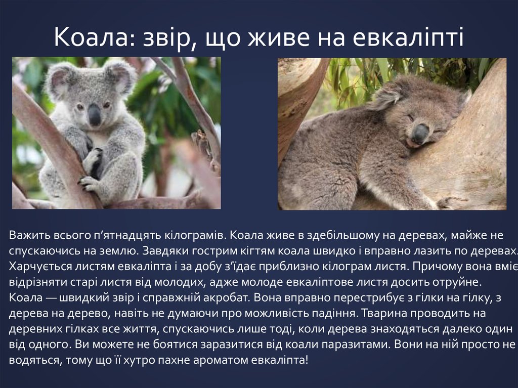 Коала где обитает на каком. Презентация на тему коала. Коала доклад. Презентация про коалу на английском. Скороговорка про коалу.