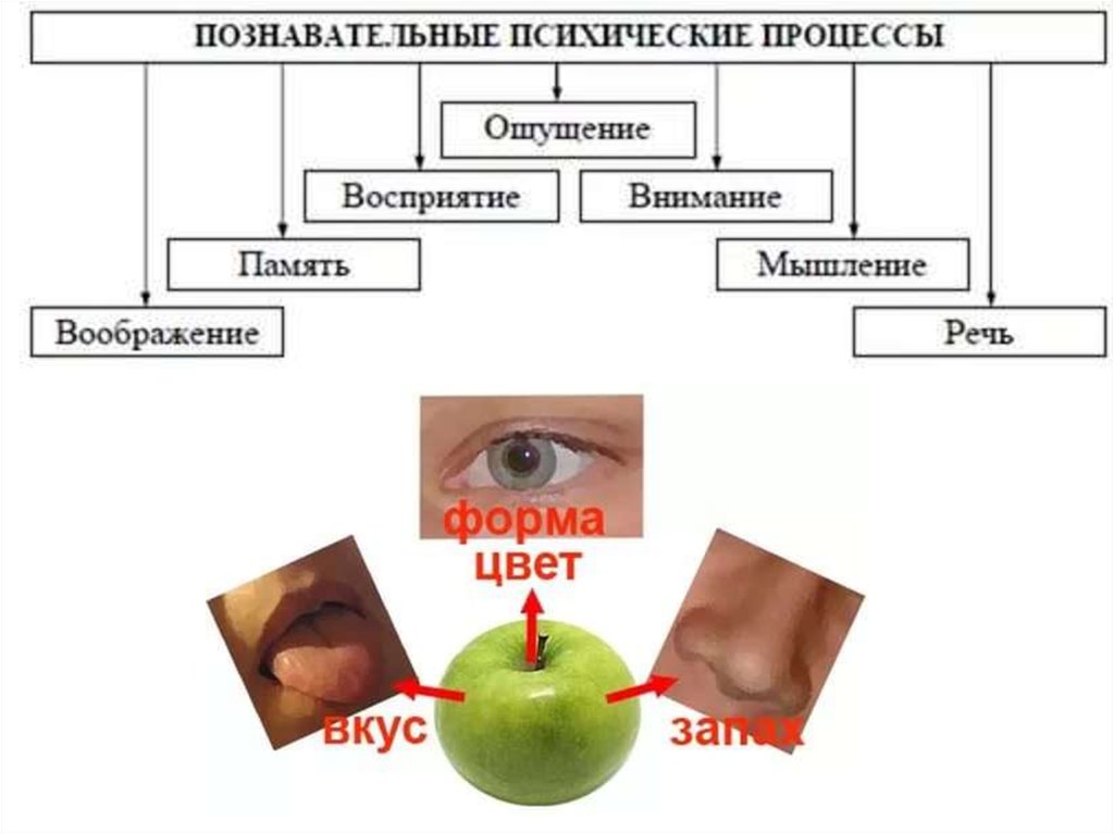 Презентация по биологии 8 класс познавательные процессы