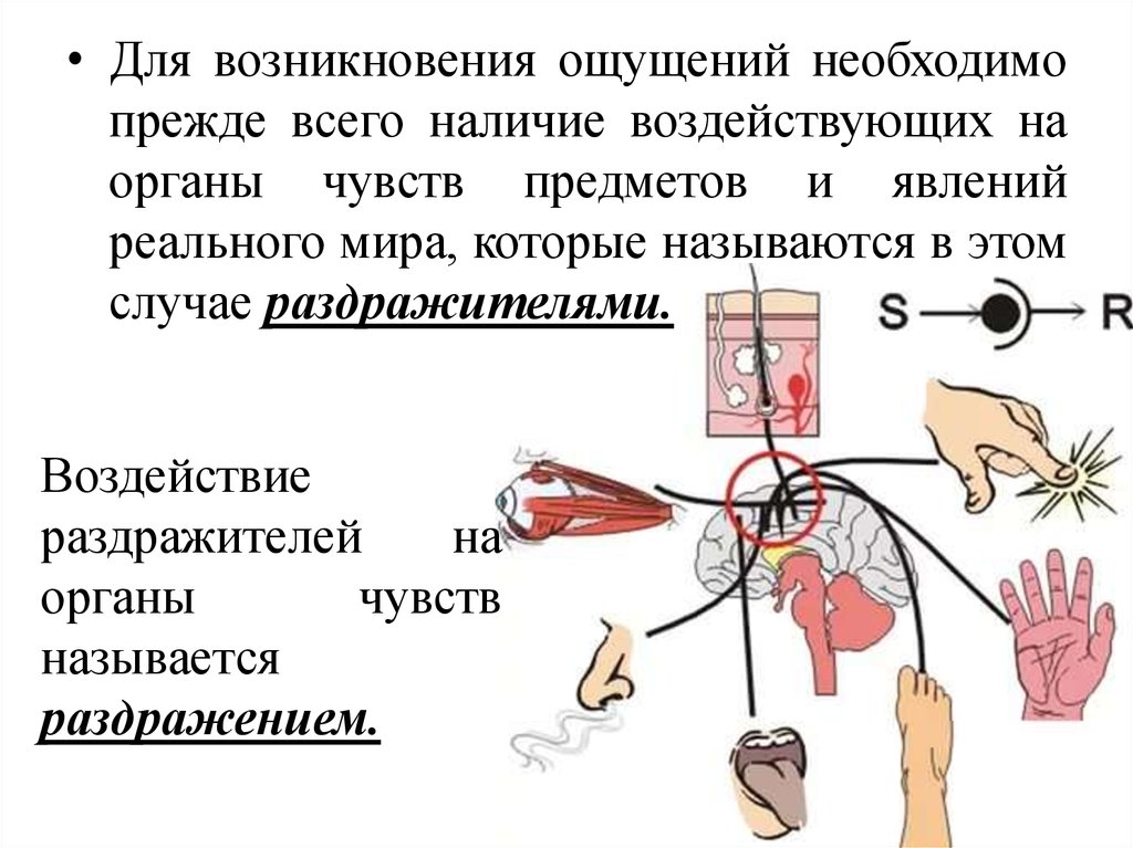 Не возникало ощущение. Возникновение ощущений. Что нужно для возникновения ощущения. Как возникает ощущение запаха. Закон чувств картинки.