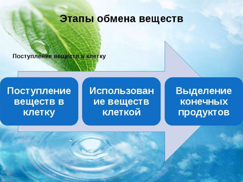 Этапы обмена веществ поступление