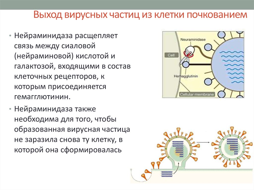 Частицы клетки. Выход вирусных частиц из клетки путем почкования. Способы выхода вирусных частиц из клеток. Вирусная частица. Сборка вирусных частиц в клетке.