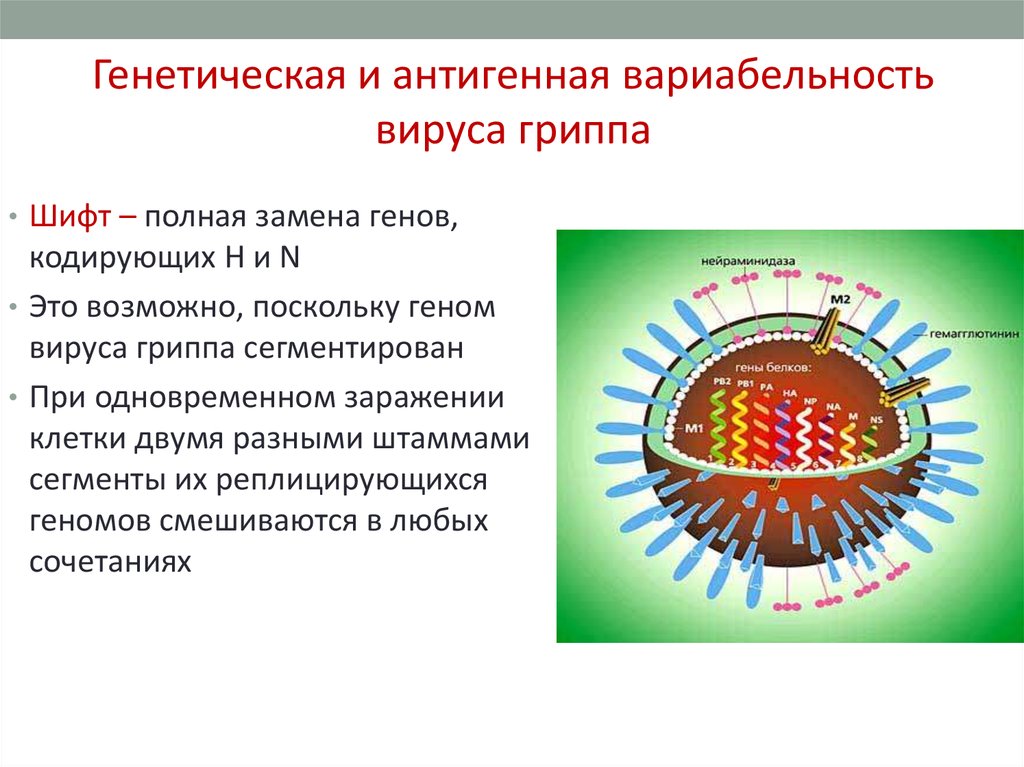 Геном гриппа. Особенности генома вируса гриппа. Шифт генов вируса гриппа. Сегментированная РНК вирусов. Антигенная структура вируса гриппа.