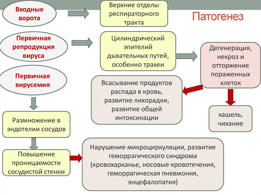 Первичная репродукция