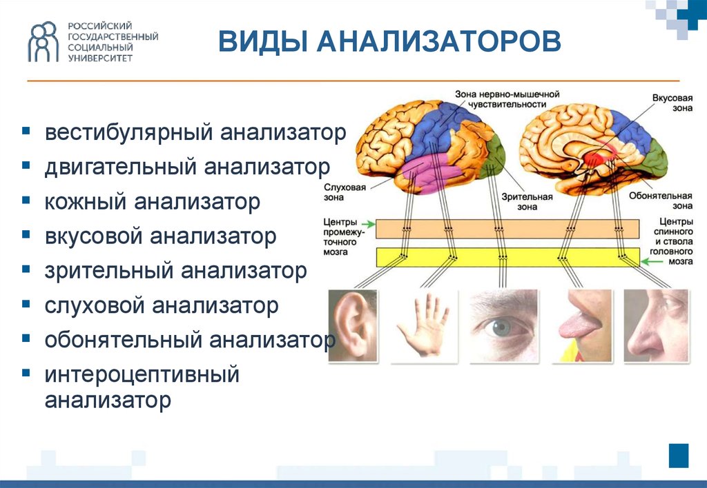 Обонятельная зона расположена