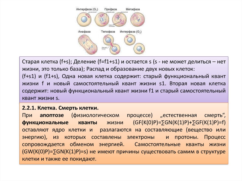 Старая клетка. Образование новых клеток. При образовании новых клеток. Образуются 2 новые клетки.. Процесс в результате которого происходит образование новых клеток.