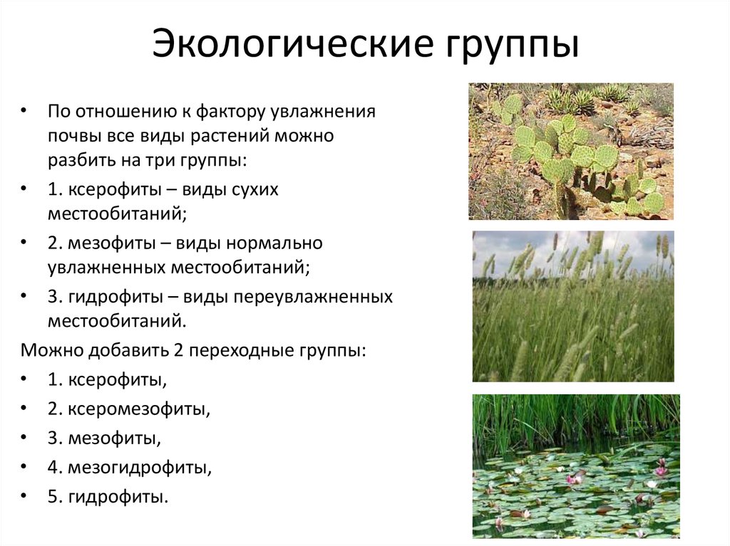 Экологические группы мероприятия. Экологические группы. Экологические группы растений и животных. Экологические группы животных организмов. Виды экологических групп растений.